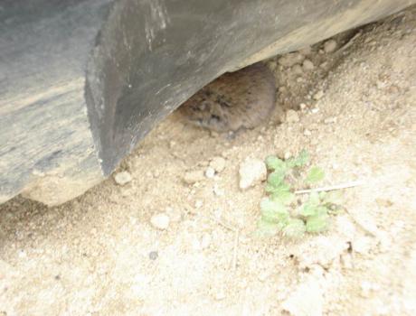 Ne Maus unterm Rad versteckt...